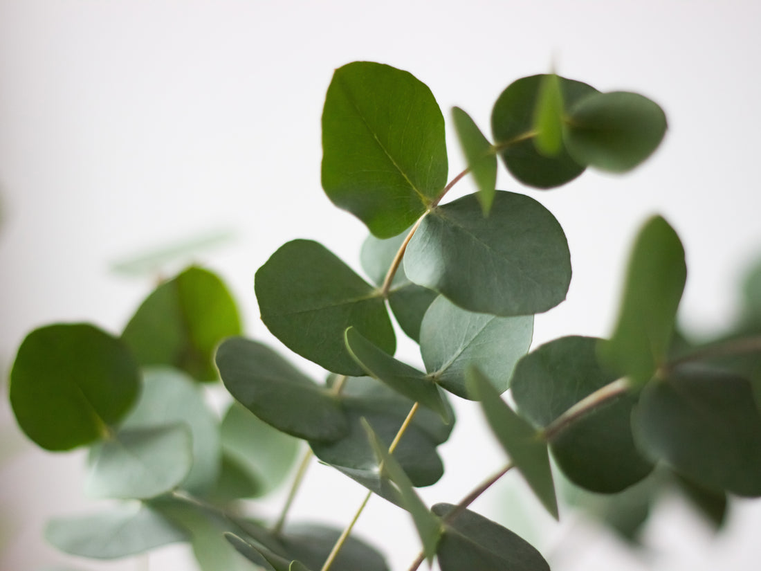 Eucalyptus Essential Oil