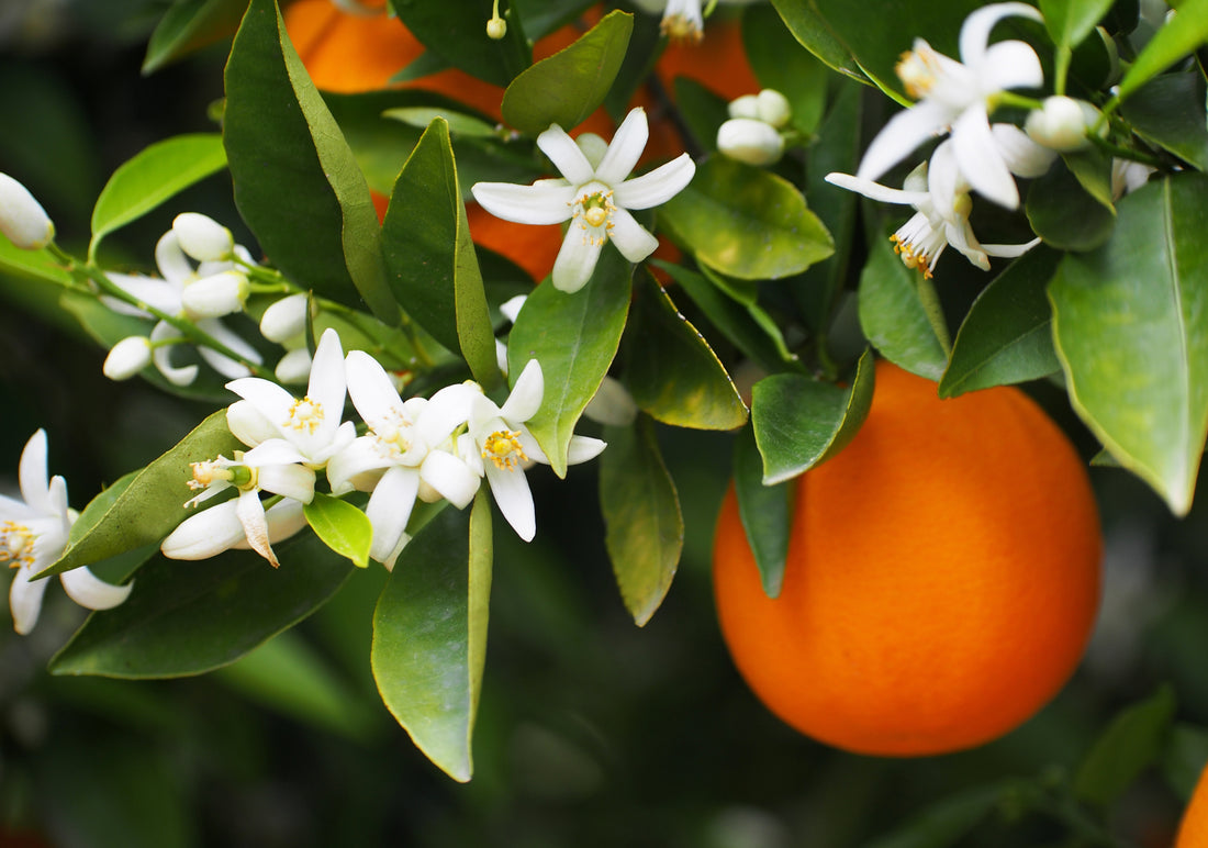 Neroli Essential Oil